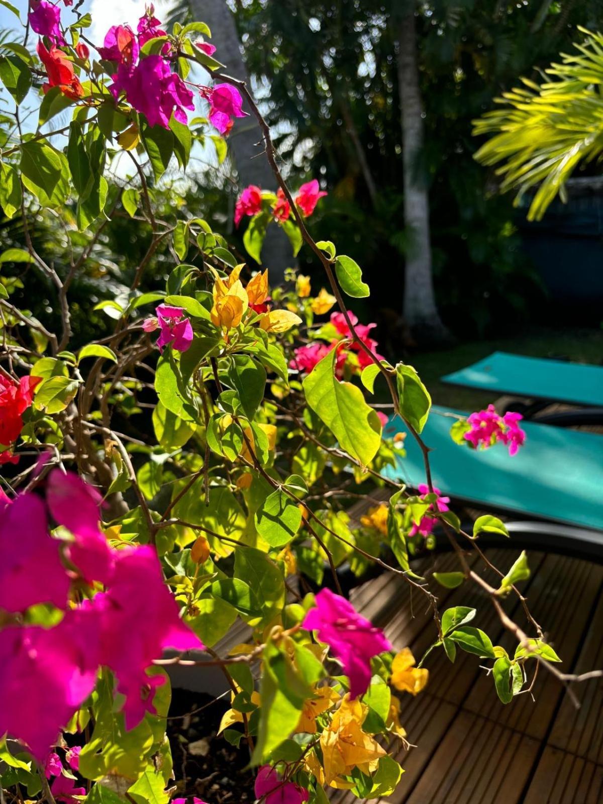 Le Petit Havre Tropical Guadeloupe, Gite, Massages & Spa Saint-Francois  Eksteriør bilde