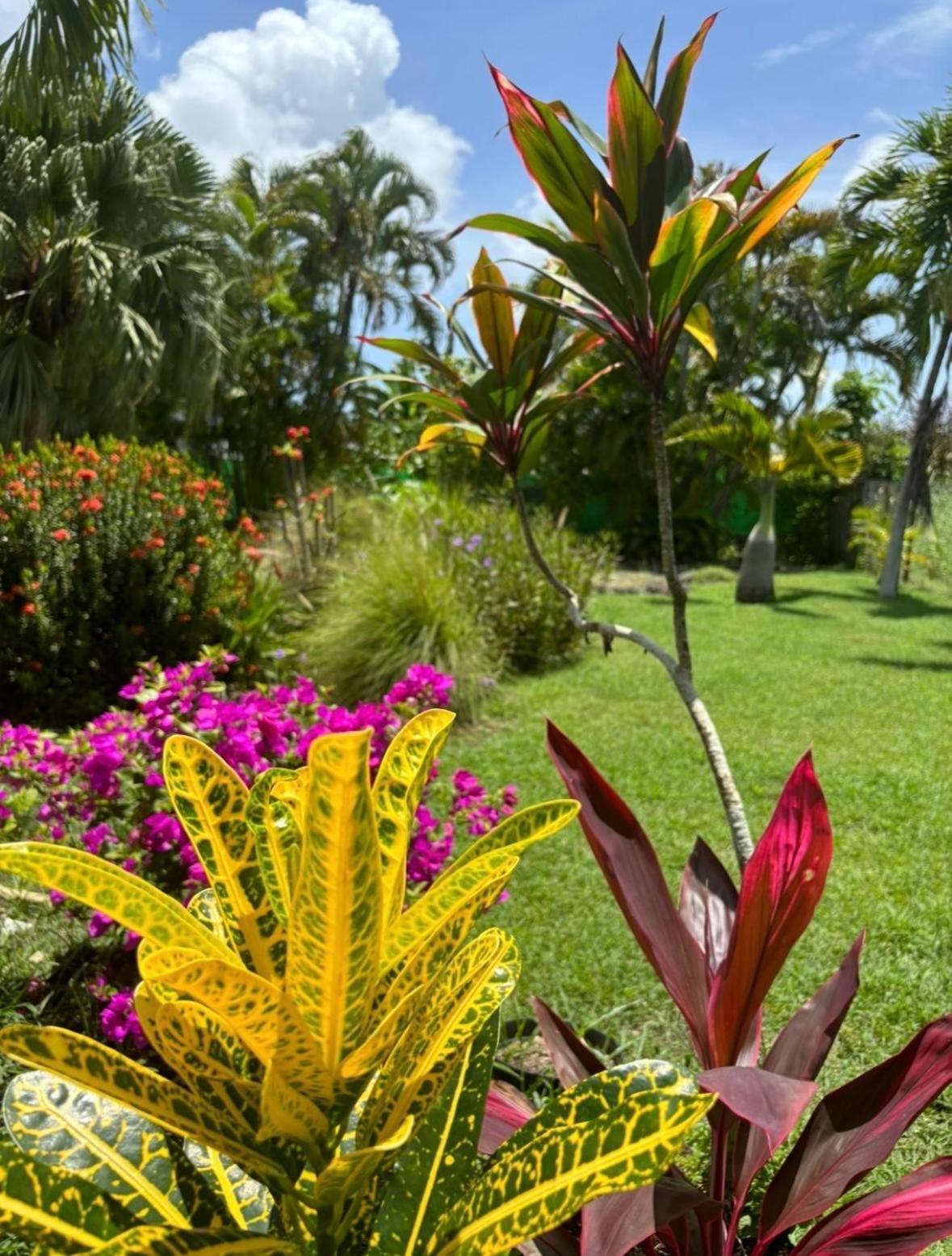 Le Petit Havre Tropical Guadeloupe, Gite, Massages & Spa Saint-Francois  Eksteriør bilde