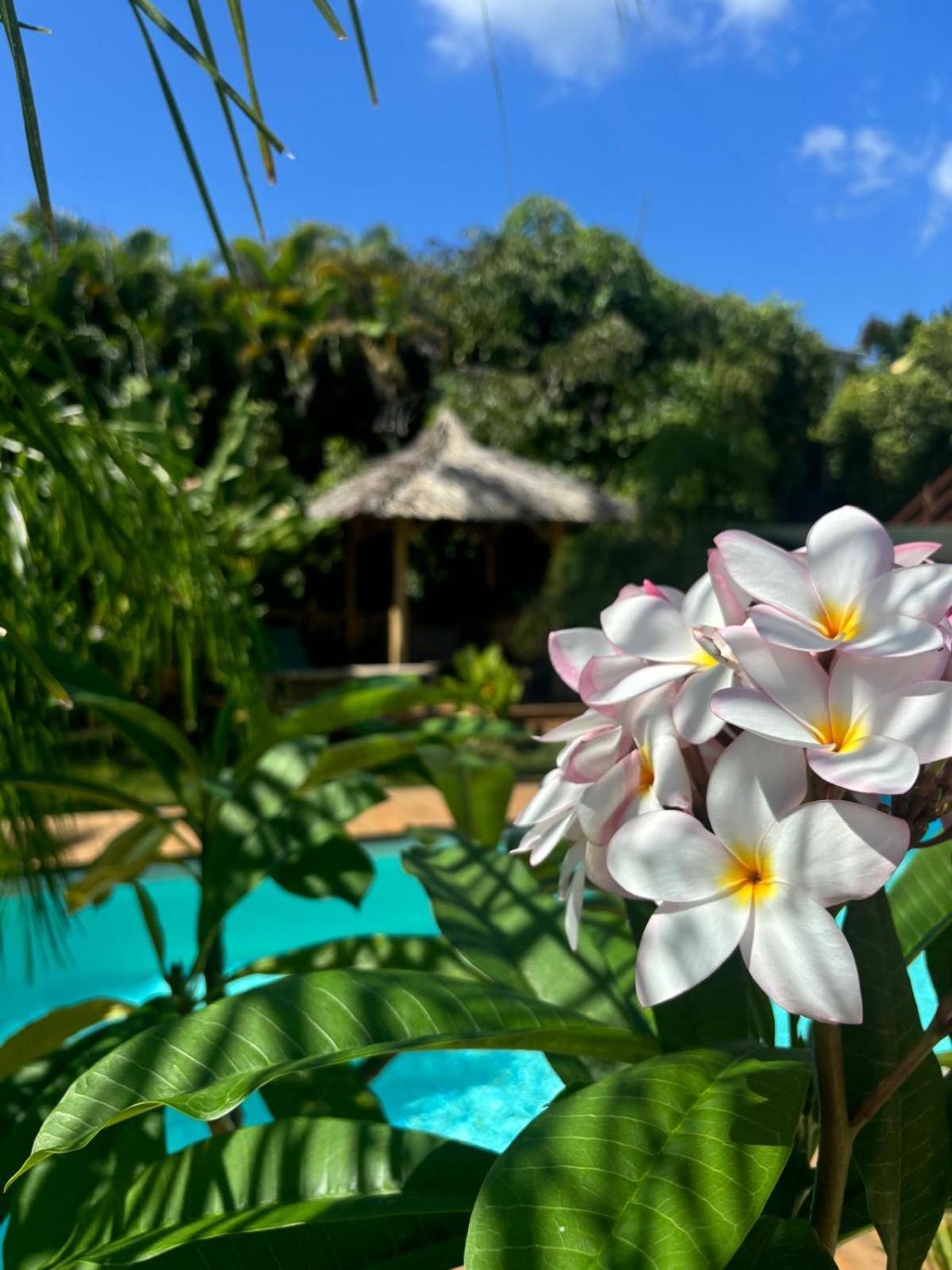 Le Petit Havre Tropical Guadeloupe, Gite, Massages & Spa Saint-Francois  Eksteriør bilde