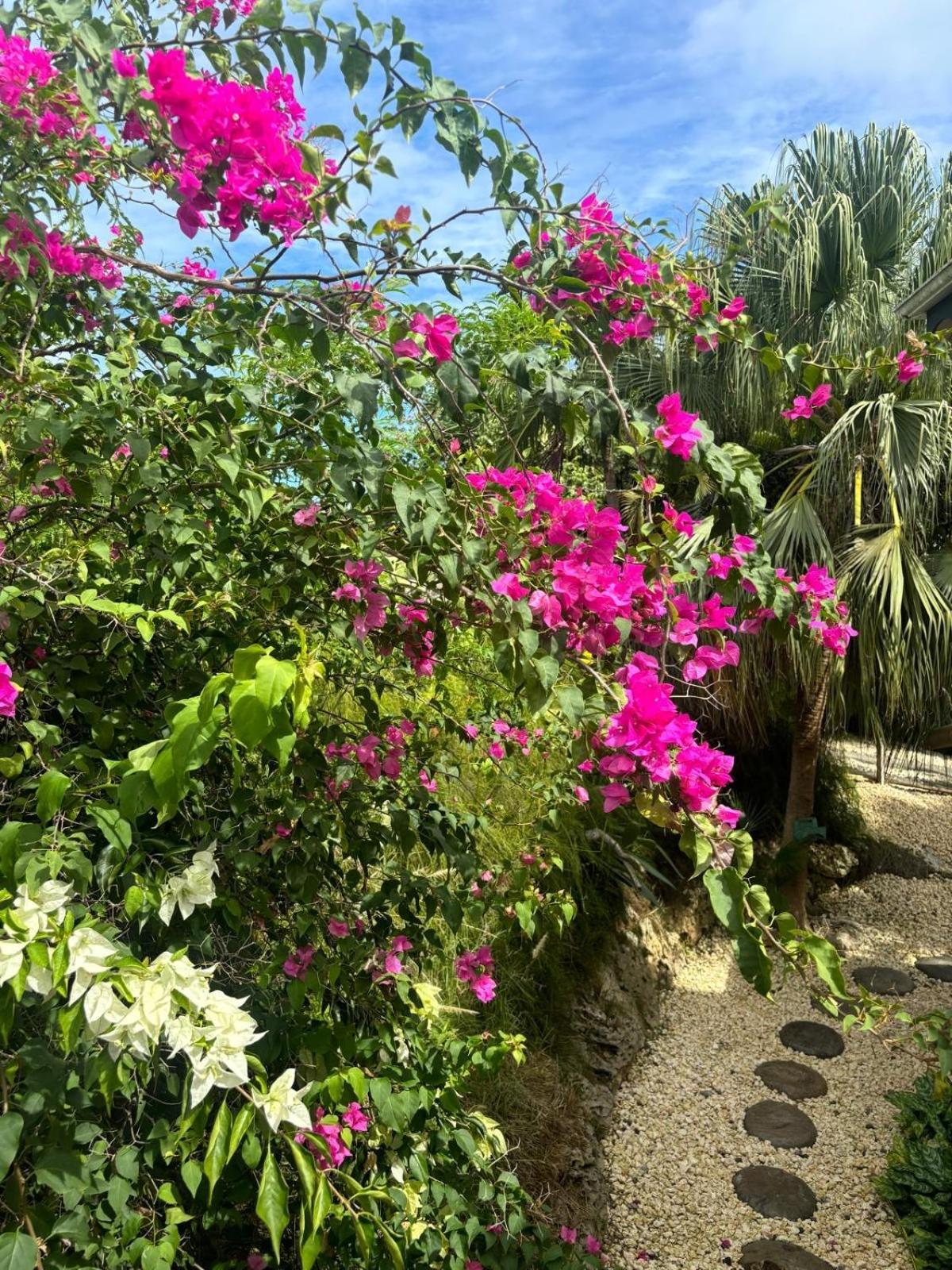 Le Petit Havre Tropical Guadeloupe, Gite, Massages & Spa Saint-Francois  Eksteriør bilde